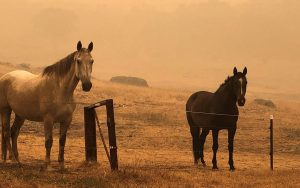 תרומות לסוסים באוסטרליה