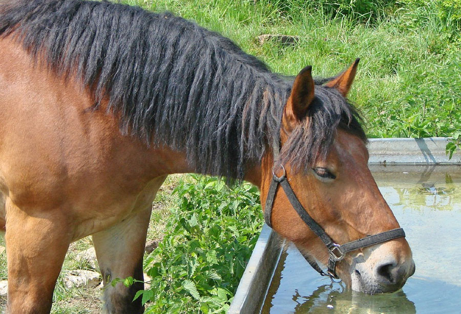 סוסים ומים