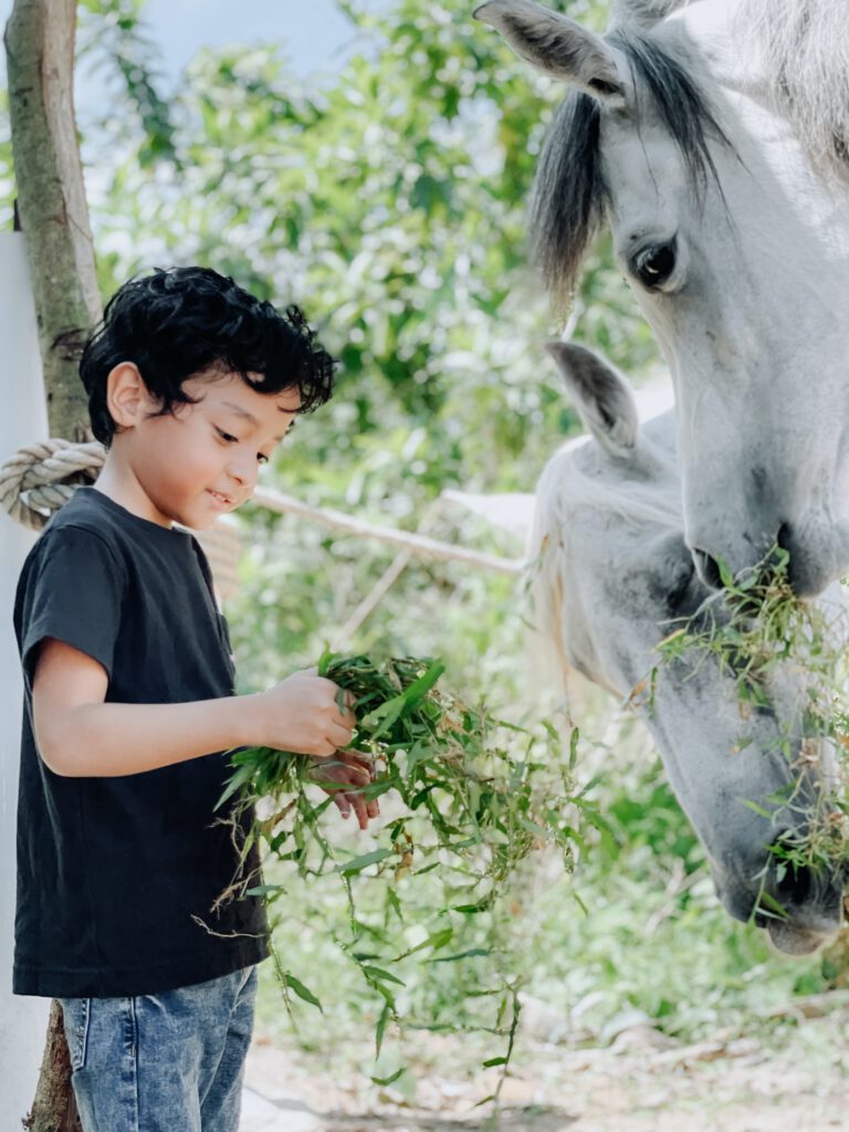 a boy is feeding a horse